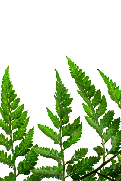 Fern leaf — Stock Photo, Image