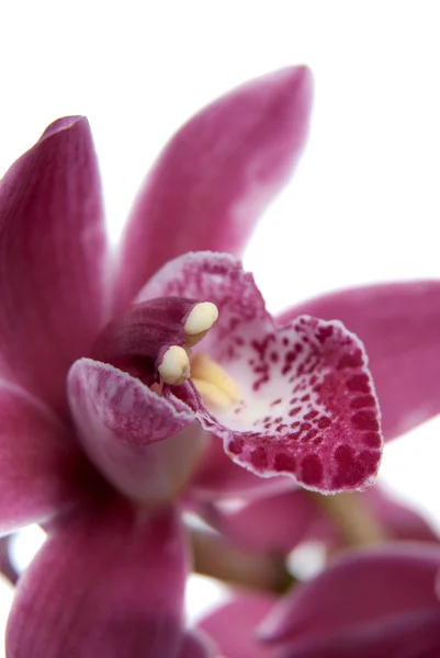 Pembe orkide çiçeği yakın plan. — Stok fotoğraf