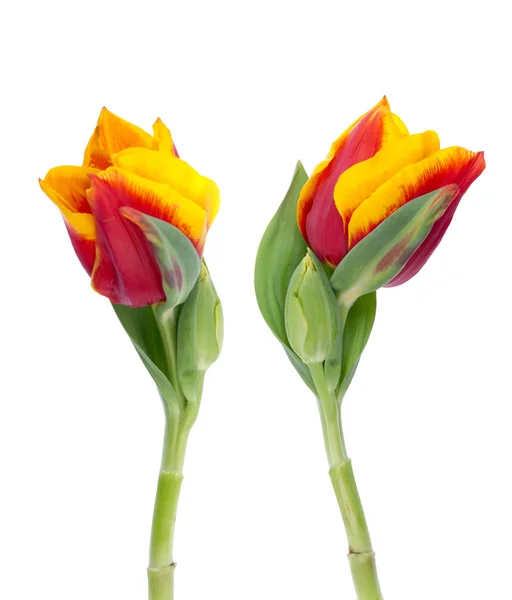 Dos tulipanes amarillos y rojos — Foto de Stock