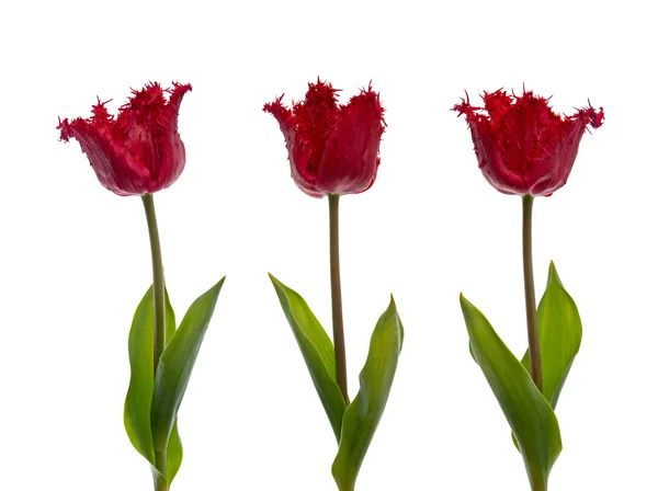 Tři červené tulipány — Stock fotografie