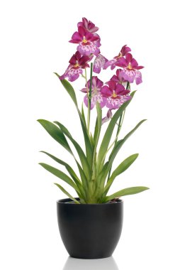 Pink orchid in a pot clipart