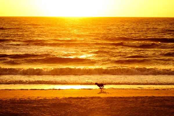 Hond uitgevoerd op strand — Stockfoto