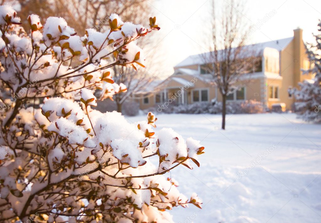 A winter scene after a snow storm with a shrub in the foreground a typical American home in the background