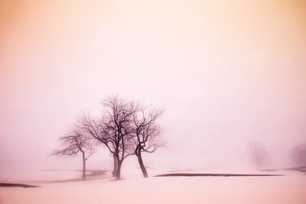 Lugn Vinterlandskap Med Träd Och Snö — Stockfoto