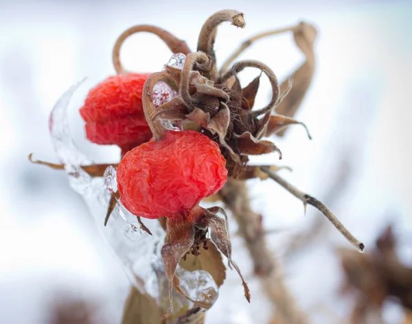 Зимние ягоды — стоковое фото