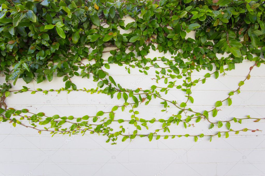 Vine on Wall — Stock Photo © littleny 5271313