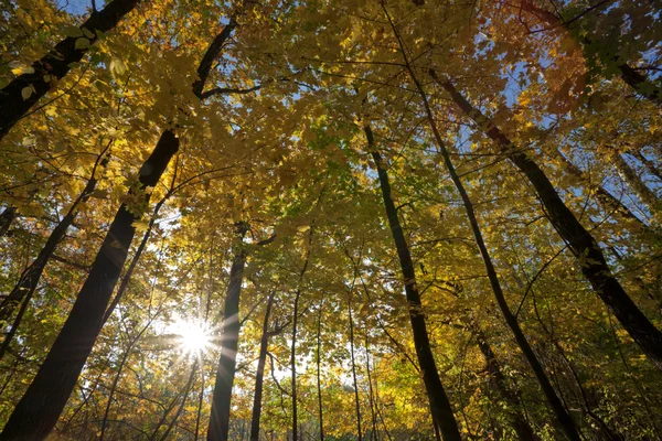 stock image Sun Shines Behind Trees