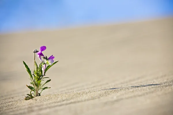 stock image Lonely Flower