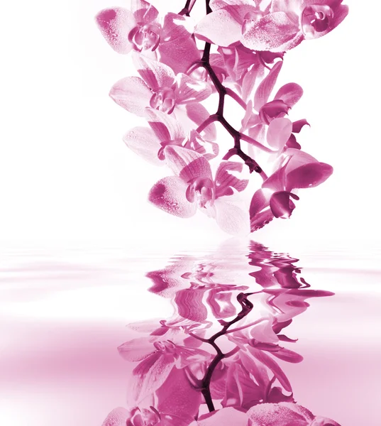 Orchid with mirroring — Stock Photo, Image