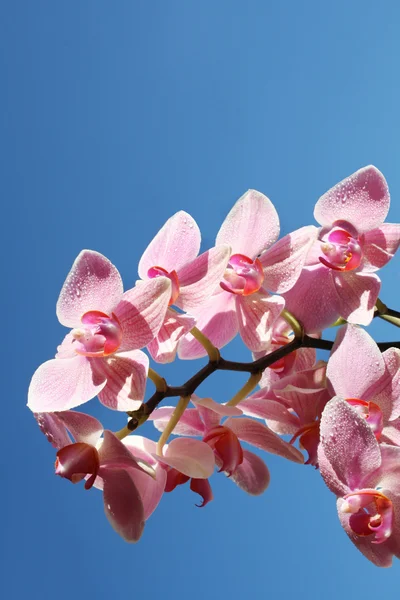Orchidee nel cielo — Foto Stock