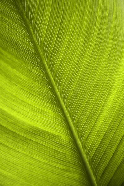 stock image Green leaf