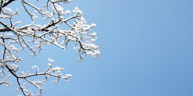Snow on tree branches clipart