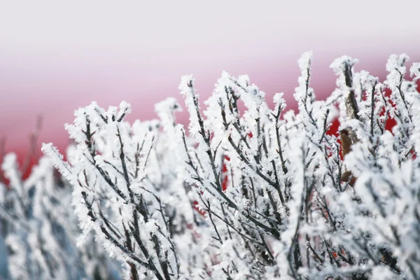 Buzlu dalları — Stok fotoğraf