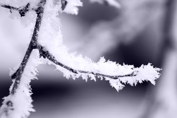 Bevroren sneeuwvlokken — Stockfoto