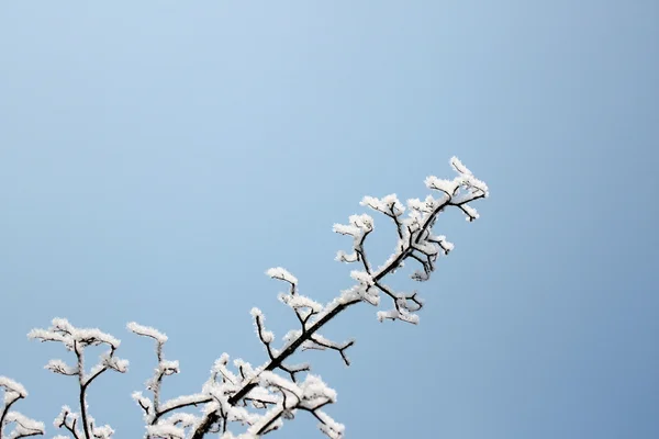 冬の美しい天気 — ストック写真
