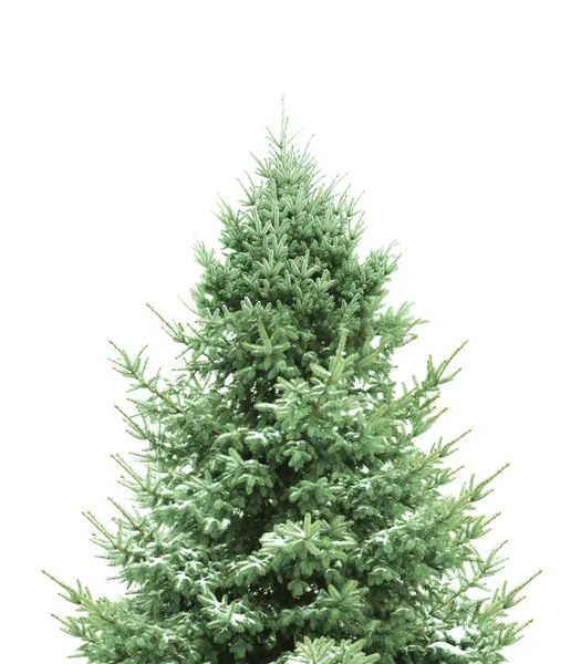 Pine voor Kerstmis — Stockfoto