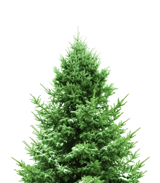 Grüner Weihnachtsbaum — Stockfoto
