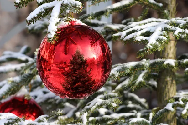 Christmas bauble on fir tree — Stock Photo, Image