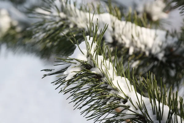 Árbol de Navidad cubierto de nieve —  Fotos de Stock