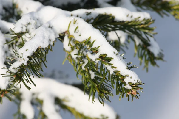 Temporada de Inverno — Fotografia de Stock