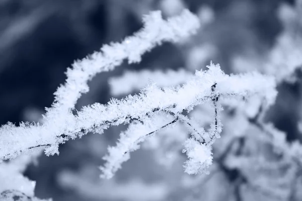 Кристали льоду на гілці дерева — стокове фото