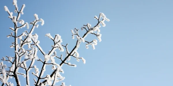 Neve congelada na árvore — Fotografia de Stock