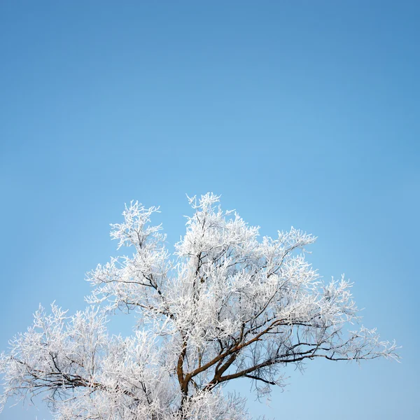 Ağaç - kış çizilmiş — Stok fotoğraf