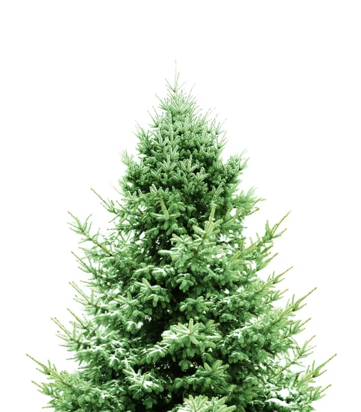 Zelené borovice k Vánocům — Stock fotografie