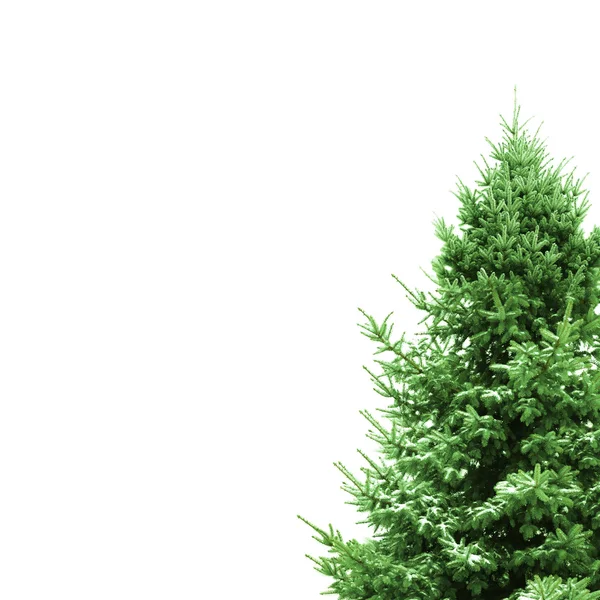 A hely a szöveg zöld karácsonyfa — Stock Fotó
