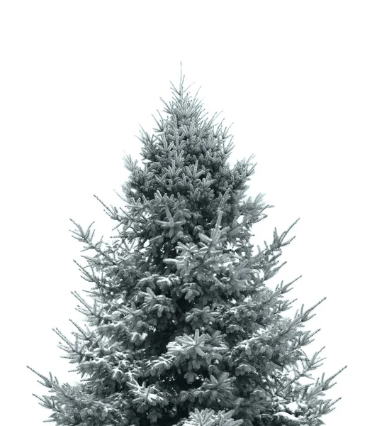 Tmavě zelený vánoční strom — Stock fotografie