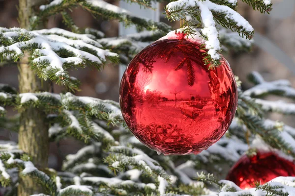 Bauble on fir — Stock Photo, Image