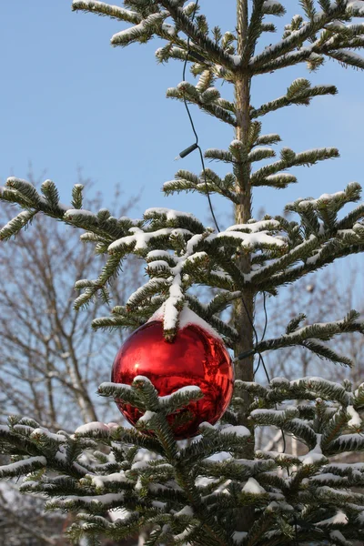 Vurenhout met rode Kerstbal — Stockfoto