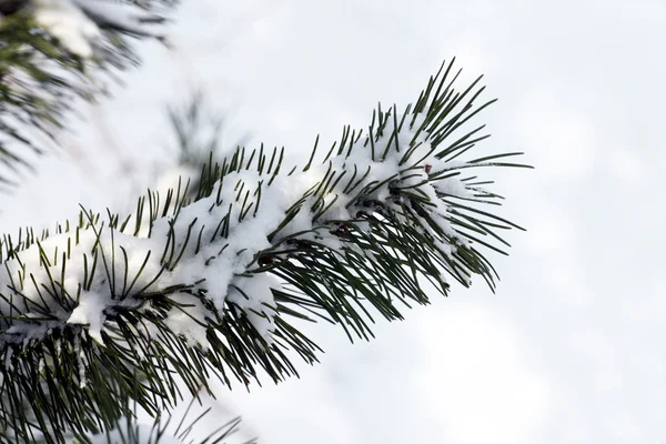 Pine tak in het koude seizoen — Stockfoto