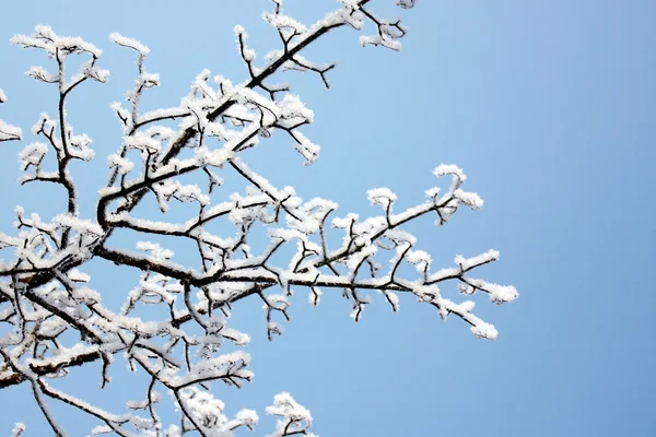 Hermoso clima en el invierno — Foto de Stock