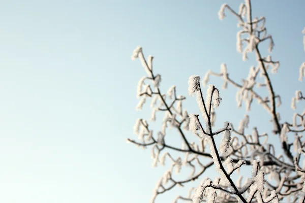Kış mevsimi — Stok fotoğraf
