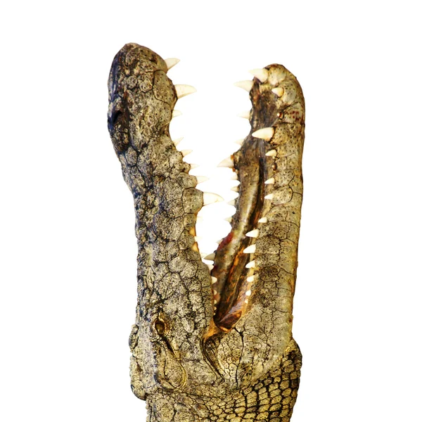 Krokodýl s ostrými zuby — Stock fotografie