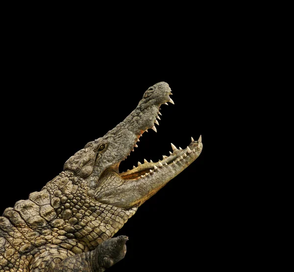 Krokodil op zwarte achtergrond — Stockfoto