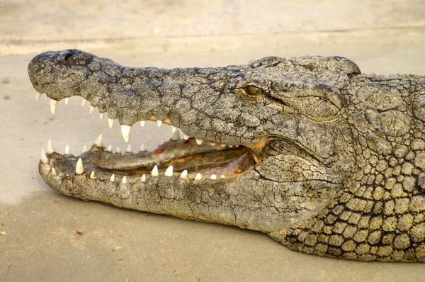 De mond van een krokodil — Stockfoto