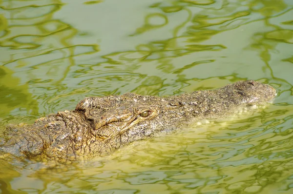 Krokodil jacht — Stockfoto
