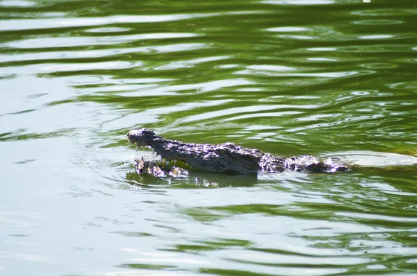 Alligator im Fluss — Stockfoto