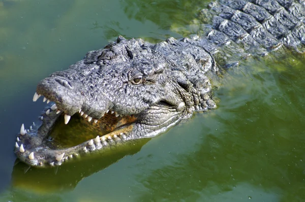 Nihil alligator — Stockfoto