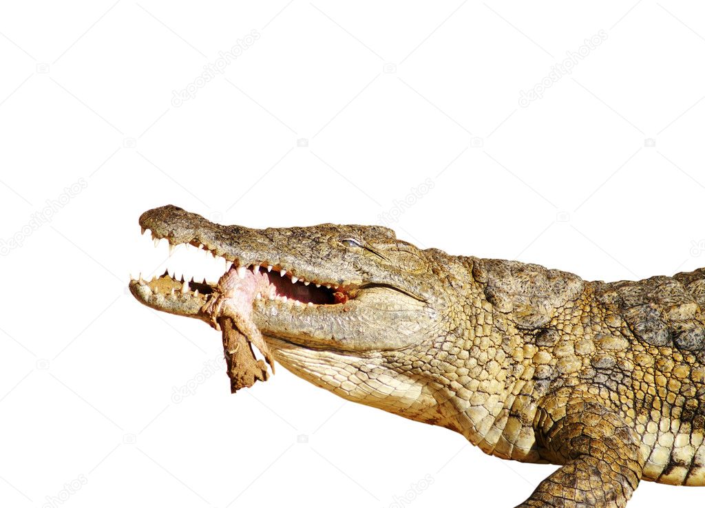 Crocodile eating