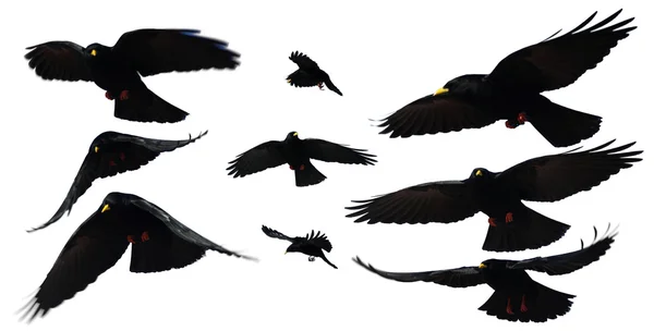 검은 새 — 스톡 사진