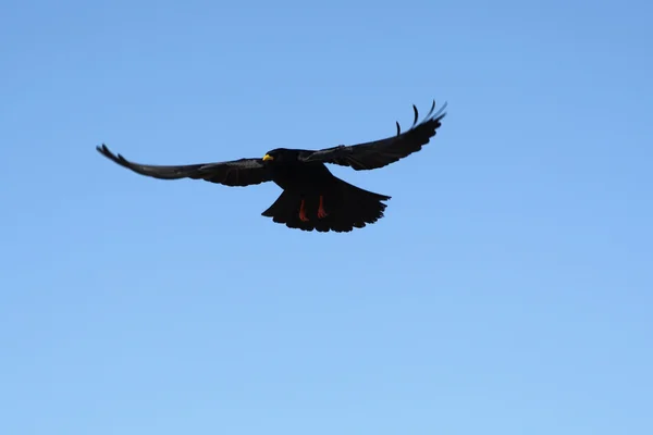 Eine schwarze Krähe — Stockfoto