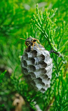 yaban arısı yuvasını koruyan