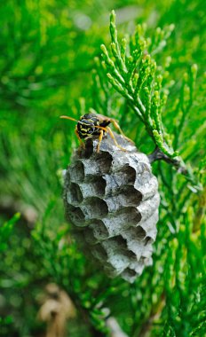 Wasp protects its nest clipart