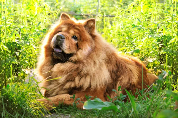 Retrato de cão chow-chow — Fotografia de Stock