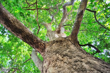 Landscape, tree in a sky clipart