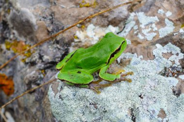 Green frog sitting on a stone clipart