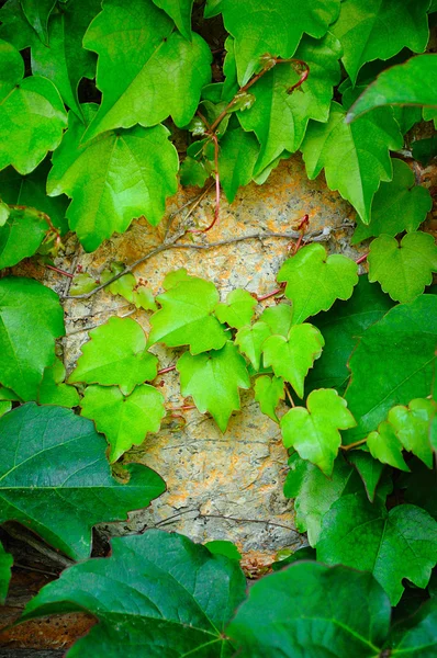 stock image Young branches of ivy